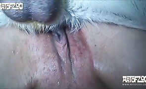 dog sex, porn with animals